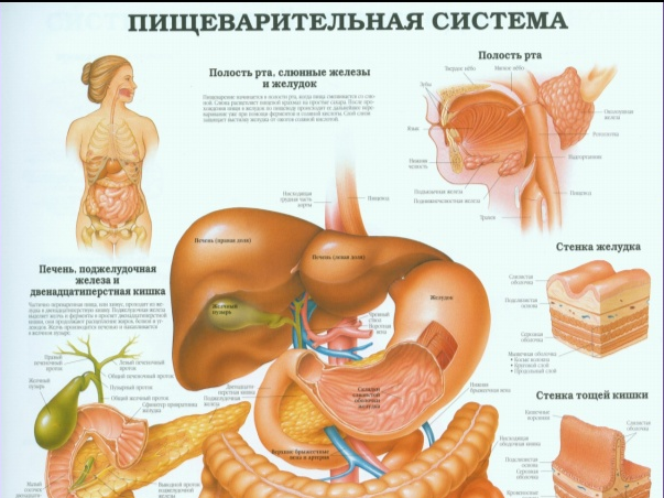 Описание изображения